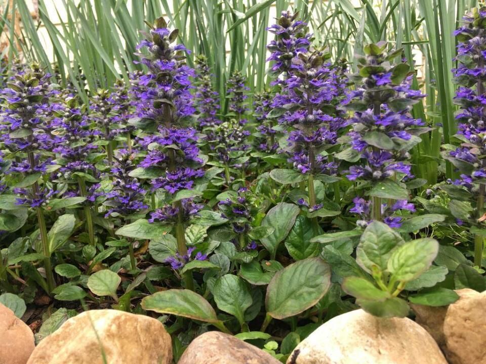 #47. Bugleweed